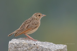Indian-Bushlark-(Mirafra-erythroptera)01