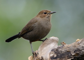 Indian-Robin-(Saxicoloides-fulicatus)03