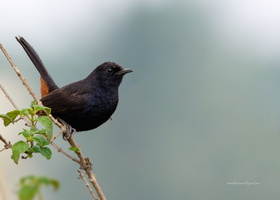 Indian-Robin-(Saxicoloides-fulicatus)02