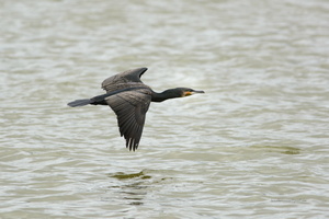 Indian-Cormorant-(Phalacrocorax-fuscicollis)