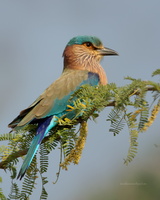 Indian-Roller-(Coracias-benghalensis)01