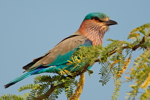 Indian-Roller-(Coracias-benghalensis)02