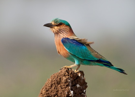 Indian-Roller-(Coracias-benghalensis)03