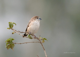 Indian-Silverbill--(Lonchura-malabarica)