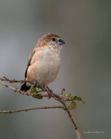 Indian-Silverbill--(Lonchura-malabarica)01