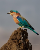 Indian-Roller-(Coracias-benghalensis)04