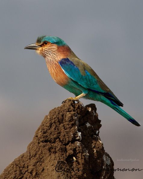 Indian-Roller-(Coracias-benghalensis)04.jpg