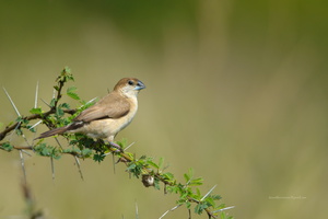 Indian-Silverbill--(Lonchura-malabarica)05