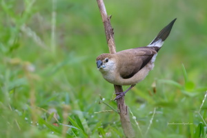Indian-Silverbill--(Lonchura-malabarica)02