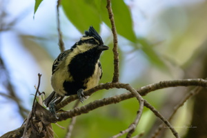 Indian-yellow-tit-(Parus-aplonotus)