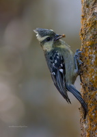 Indian-yellow-tit-(Parus-aplonotus)02
