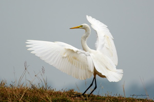 Intermediate-Egret-(Mesophoyx-intermedia)