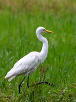 Intermediate-Egret-(Egretta-intermedia)01