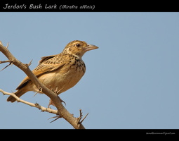 Jerdon's-Bush-Lark-(Mirafra-affinis)