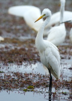 Intermediate-Egret-(Mesophoyx-intermedia)01