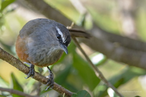 Kerala-laughingthrush-(Trochalopteron-fairbanki)02