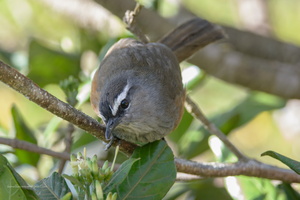 Kerala-laughingthrush-(Trochalopteron-fairbanki)01