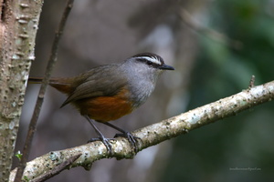 Kerala-laughingthrush-(Trochalopteron-fairbanki)04