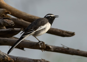 Large-Pied-Wagtail-(Motacilla-maderaspatensis)