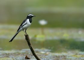 Large-Pied-Wagtail-(Motacilla-maderaspatensis)01