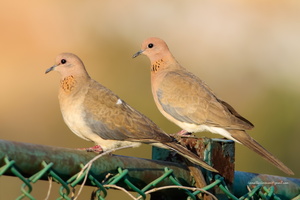 Laughing-Dove-(Spilopelia-senegalensis)