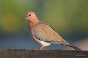 Laughing-Dove-(Spilopelia-senegalensis)01