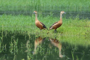 Lesser-Whistling-duck-(Dendrocygna-javanica)02