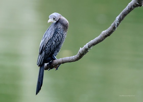 Little-Cormorant-(Microcarbo-niger)