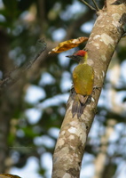 Lesser-Yellownape-(Picus-chlorolophus)