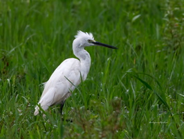 Little-Egret-(Egretta-garzetta)03