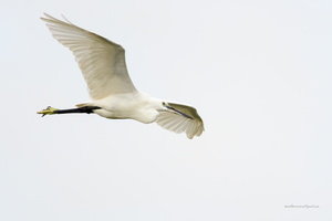Little-Egret-(Egretta-garzetta)02