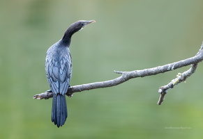 Little-Cormorant-(Microcarbo-niger)01