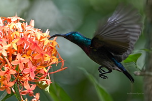 Loten's-Sunbird-(Cinnyris-lotenius)01