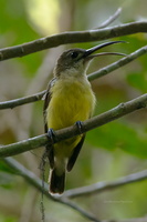 little-spiderhunter-(Arachnothera-longirostra)