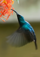 Loten's-Sunbird-(Cinnyris-lotenius)02