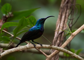 Loten's-Sunbird-(Cinnyris-lotenius)04