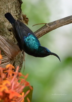 Loten's-Sunbird-(Cinnyris-lotenius)03