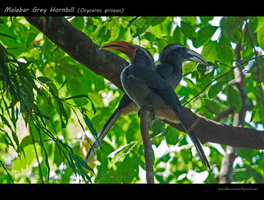Malabar-Grey-Hornbill-(Ocyceros-griseus)--1