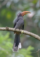 Malabar-Grey-Hornbill-(Ocyceros-griseus)01