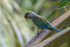 Malabar-Parakeet-(Psittacula-columboides)