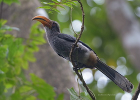 Malabar-Grey-Hornbill-(Ocyceros-griseus)02