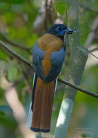 Malabar-trogon-(Harpactes-fasciatus)01