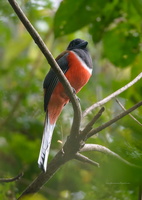 Malabar-trogon-(Harpactes-fasciatus)02