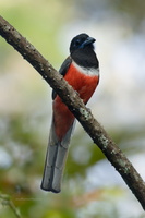 Malabar-Trogon-(Harpactes-fasciatus)