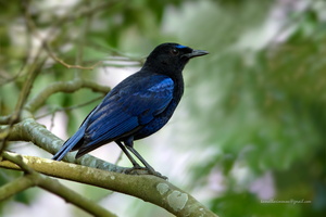 Malabar-Whistling-Thrush-(Myophonus-horsfieldii)