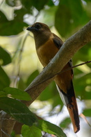 Malabar-trogon-(Harpactes-fasciatus)03