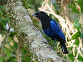 Malabar-Whistling-Thrush-(Myophonus-horsfieldii)02 (1)