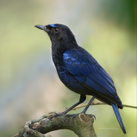 Malabar-Whistling-Thrush-(Myophonus-horsfieldii)01 (1)