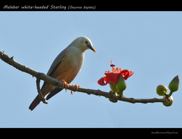 Malabar-white-headed-Starling-(Sturnia-blythii) (1)
