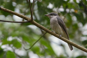 Malabar-Woodshrike-(Tephrodornis-sylvicola) (1)